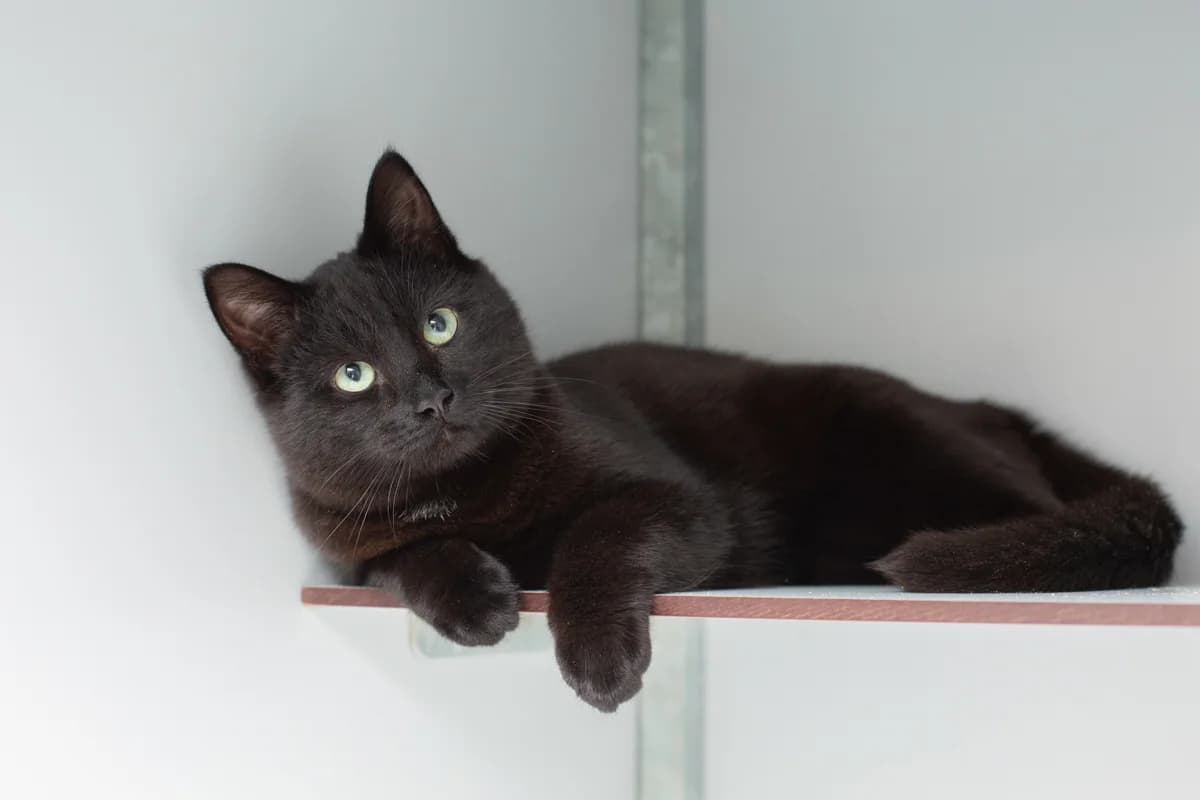 Robin, male Mixed Breed for adoption at Dierenasiel Zwolle, Zwolle — photo 2 of 3