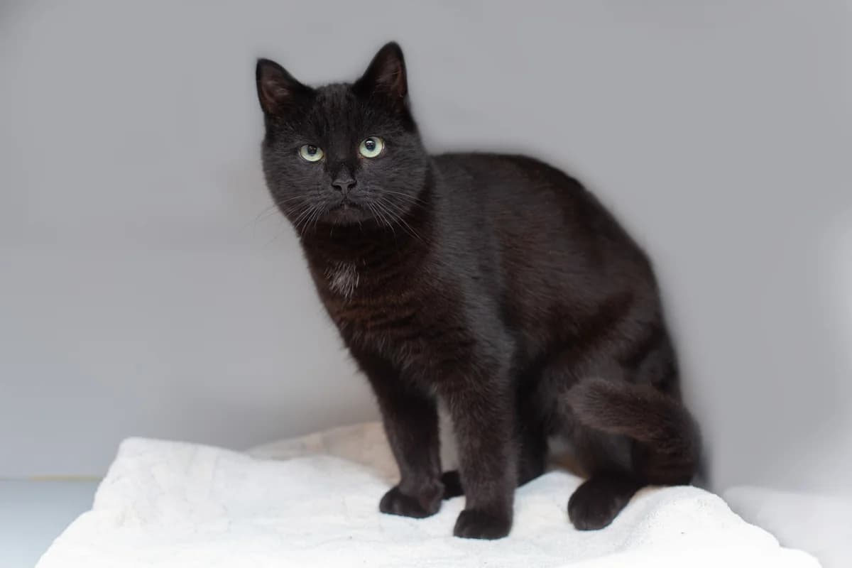 Robin, male Mixed Breed for adoption at Dierenasiel Zwolle, Zwolle — photo 3 of 3