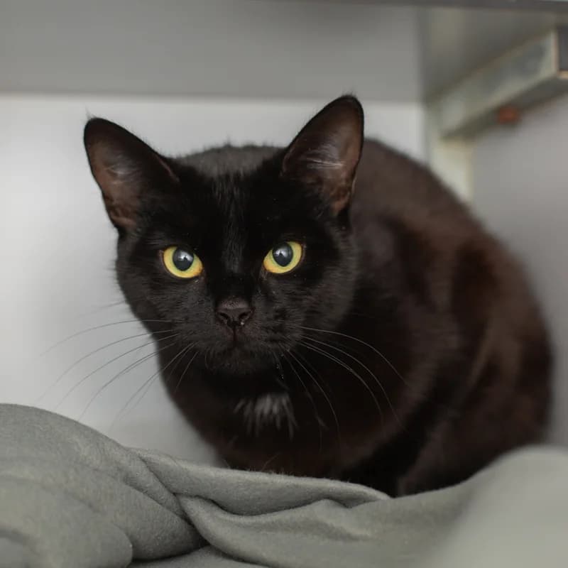 Rosie, female 4yo Mixed Breed for adoption at Dierenasiel Zwolle, Zwolle