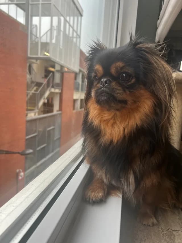 Saar,  Mixed Breed for adoption at Dierenasiel Zwolle, Zwolle — photo 3 of 5