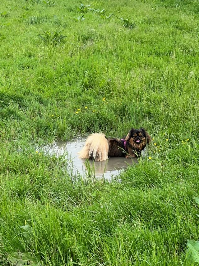 Saar,  Mixed Breed for adoption at Dierenasiel Zwolle, Zwolle — photo 4 of 5