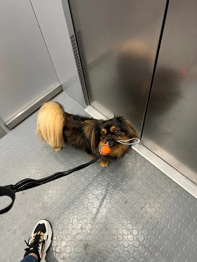 Saar,  Mixed Breed for adoption at Dierenasiel Zwolle, Zwolle — photo 5 of 5