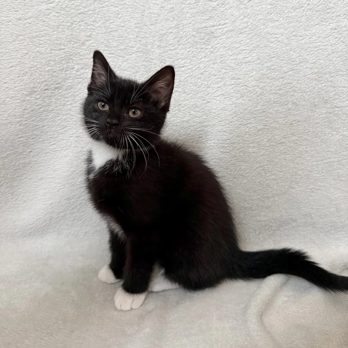 Saartje, female young Mixed Breed for adoption at Dierenasiel Zwolle, Zwolle