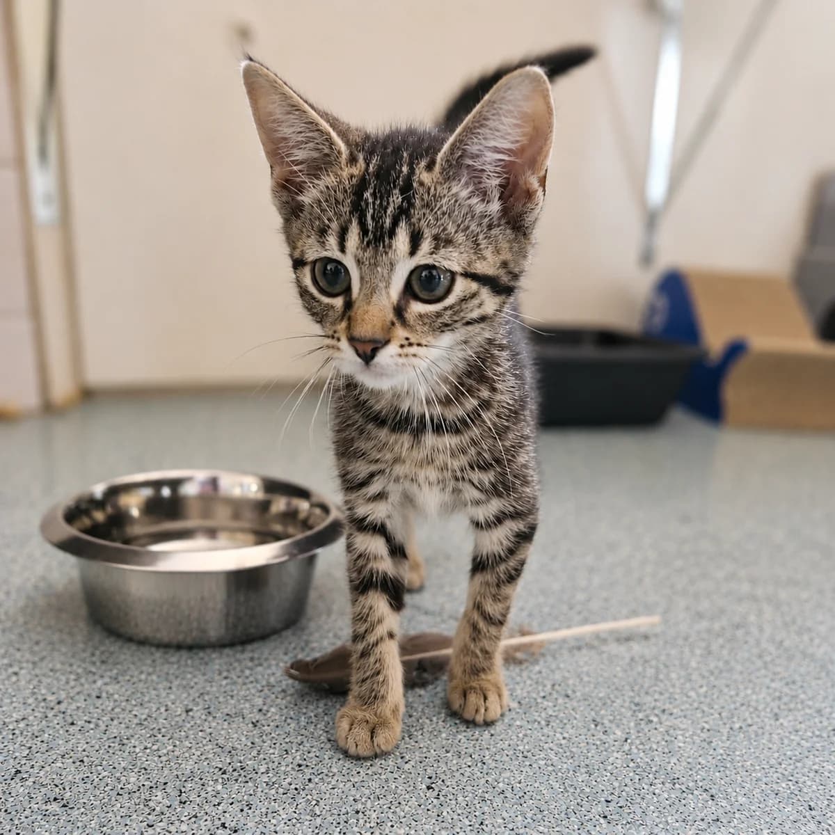 Saffira, female young Mixed Breed for adoption at Dierenasiel Zwolle, Zwolle