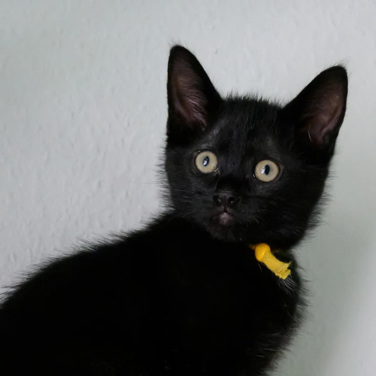 Samba, female young Mixed Breed for adoption at Dierenasiel Zwolle, Zwolle