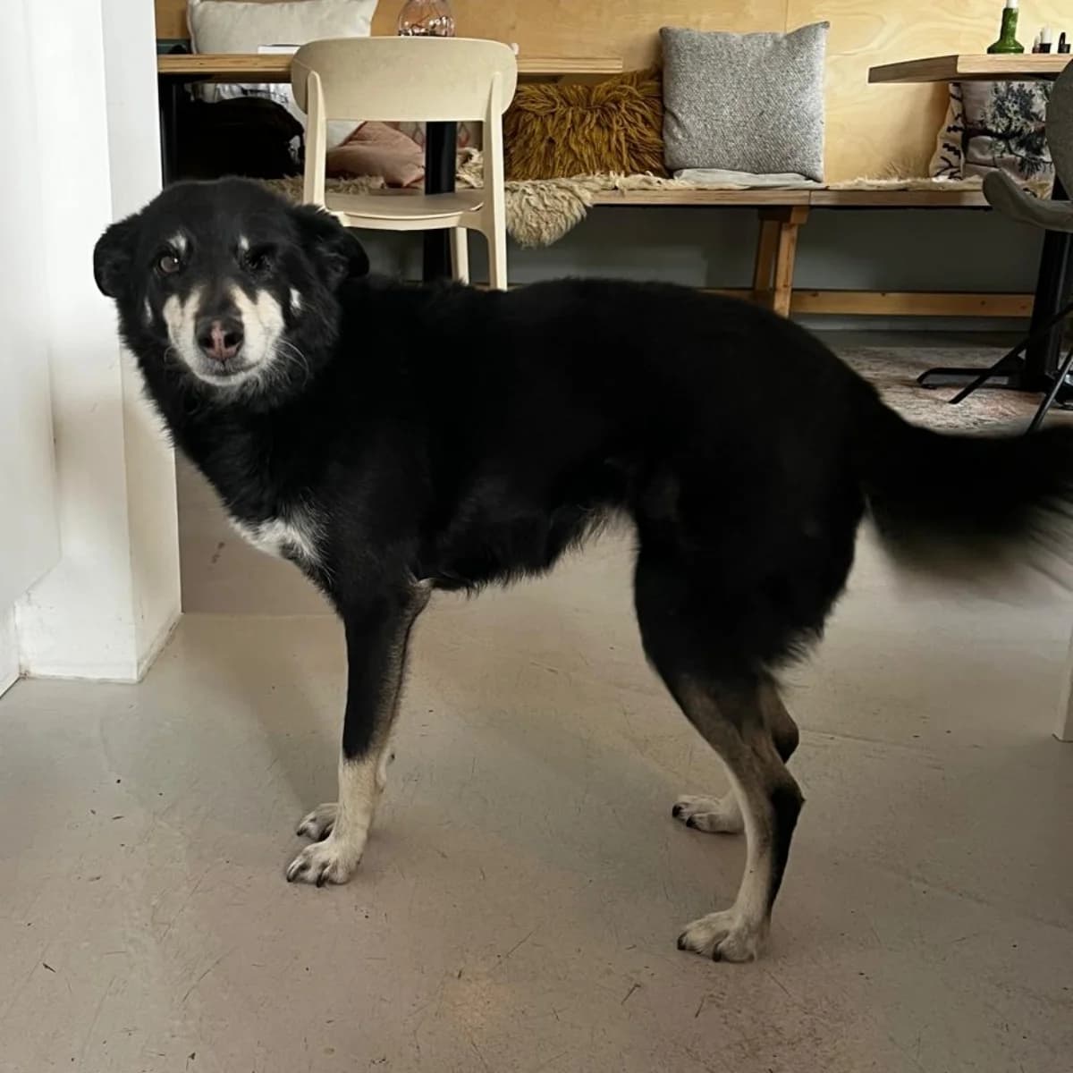 Sammy,  Mixed Breed for adoption at Dierenasiel Zwolle, Zwolle