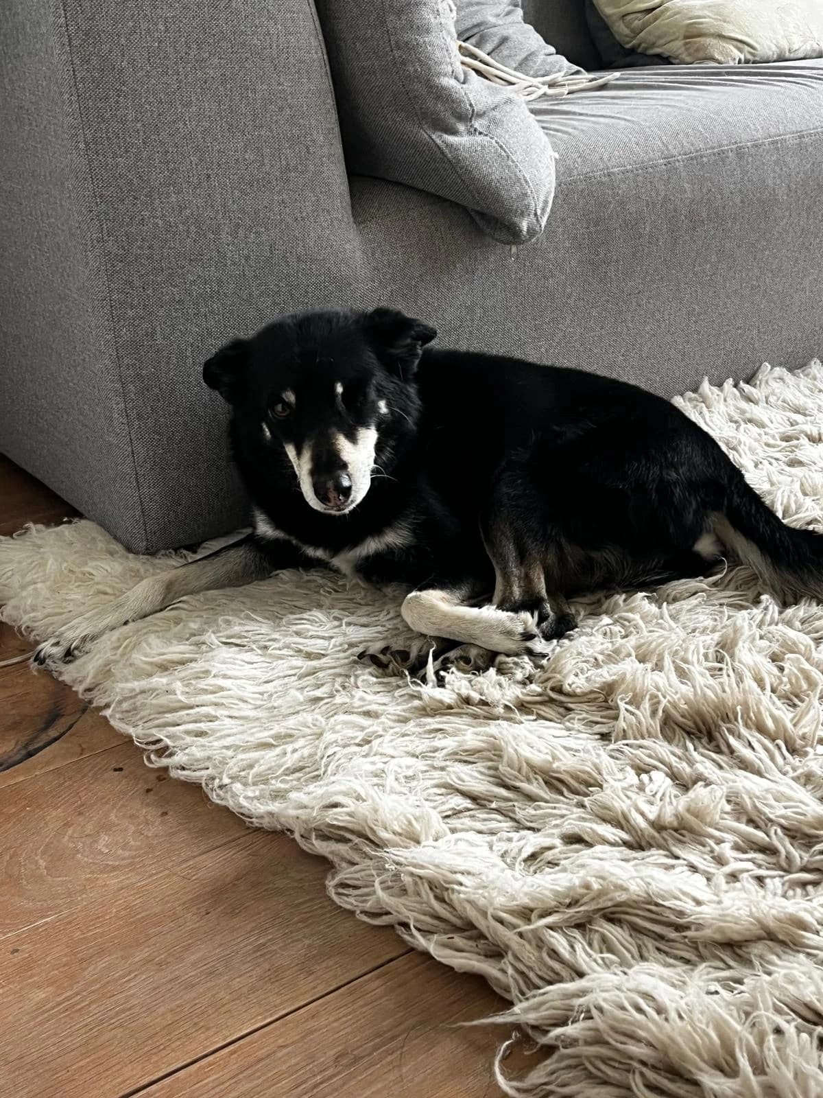 Sammy,  Mixed Breed for adoption at Dierenasiel Zwolle, Zwolle — photo 3 of 7