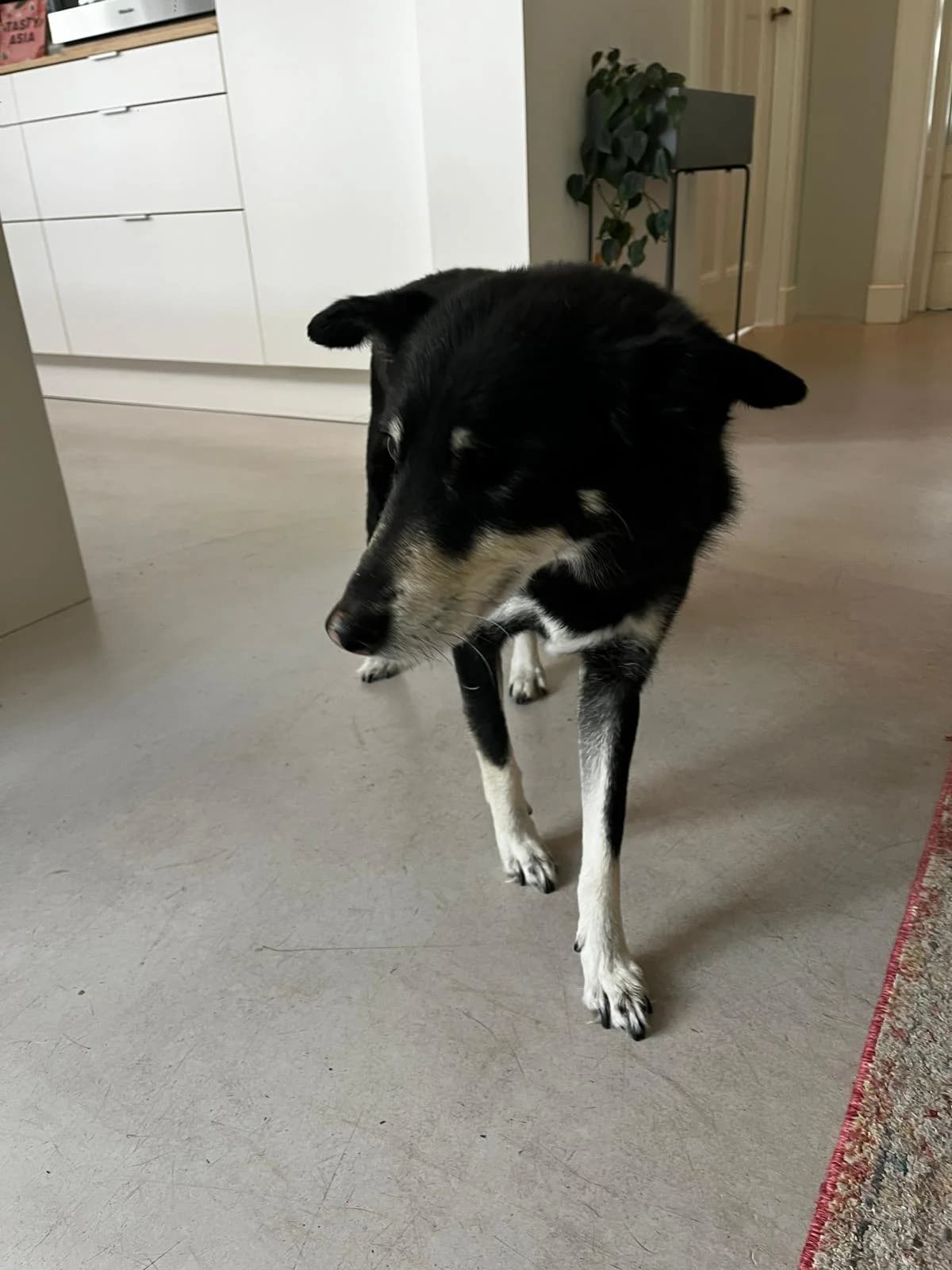 Sammy,  Mixed Breed for adoption at Dierenasiel Zwolle, Zwolle — photo 4 of 7