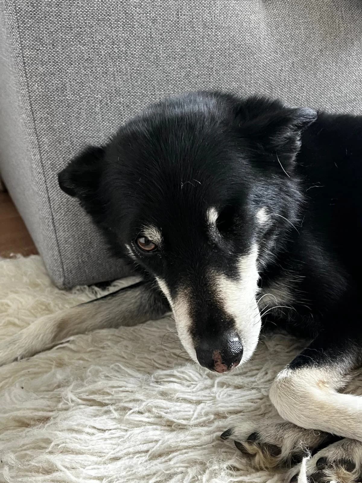 Sammy,  Mixed Breed for adoption at Dierenasiel Zwolle, Zwolle — photo 5 of 7