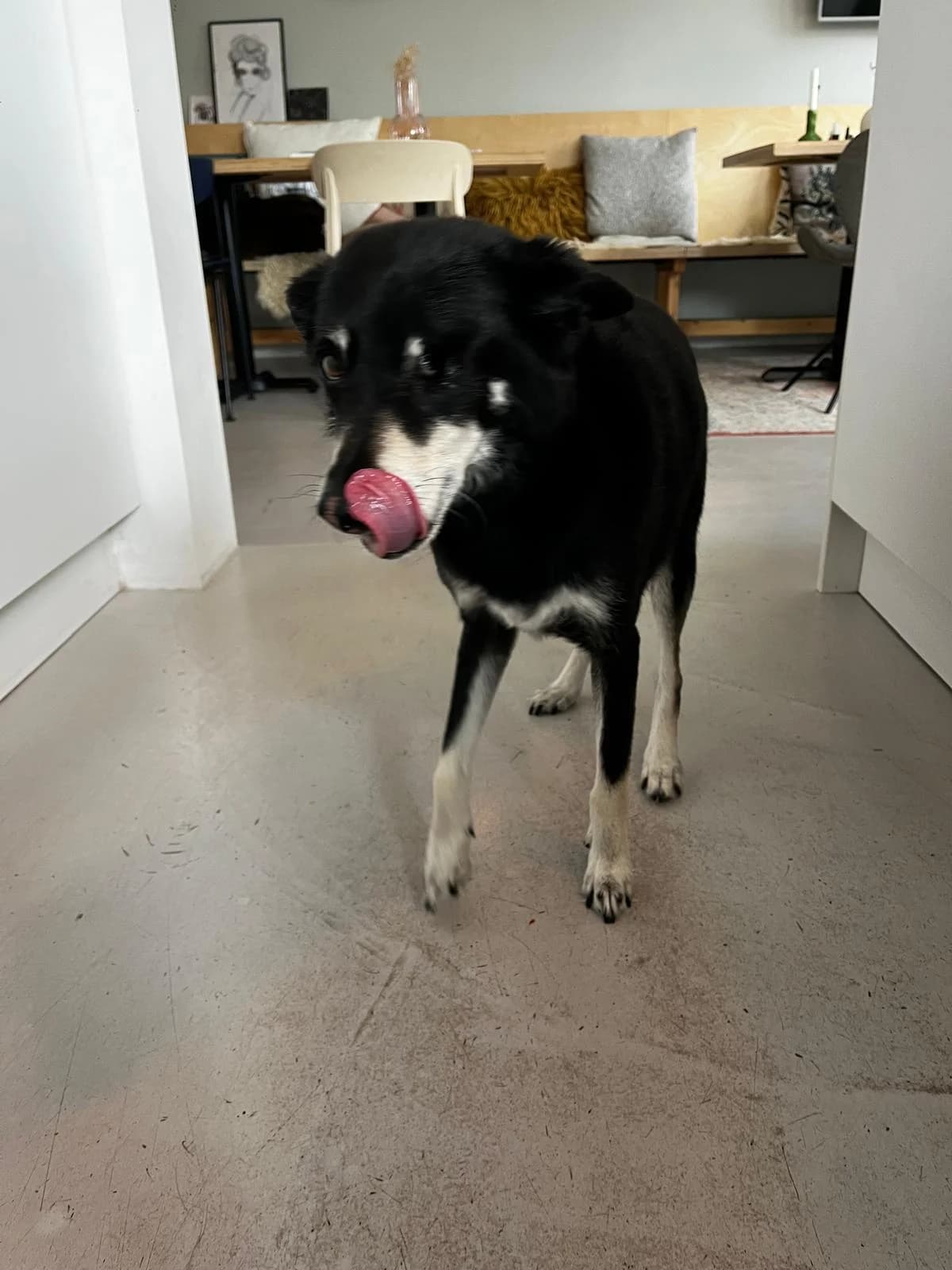 Sammy,  Mixed Breed for adoption at Dierenasiel Zwolle, Zwolle — photo 6 of 7