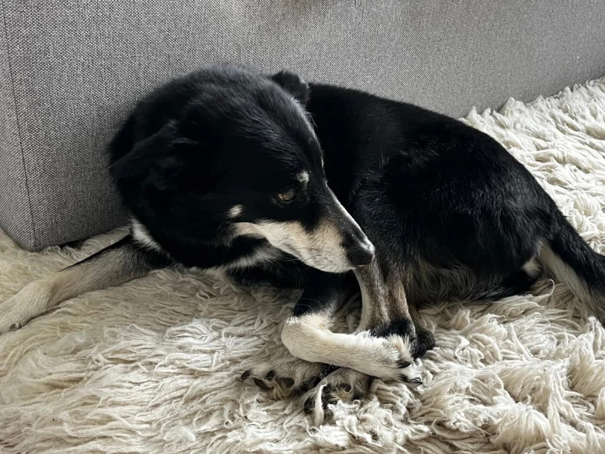 Sammy,  Mixed Breed for adoption at Dierenasiel Zwolle, Zwolle — photo 7 of 7