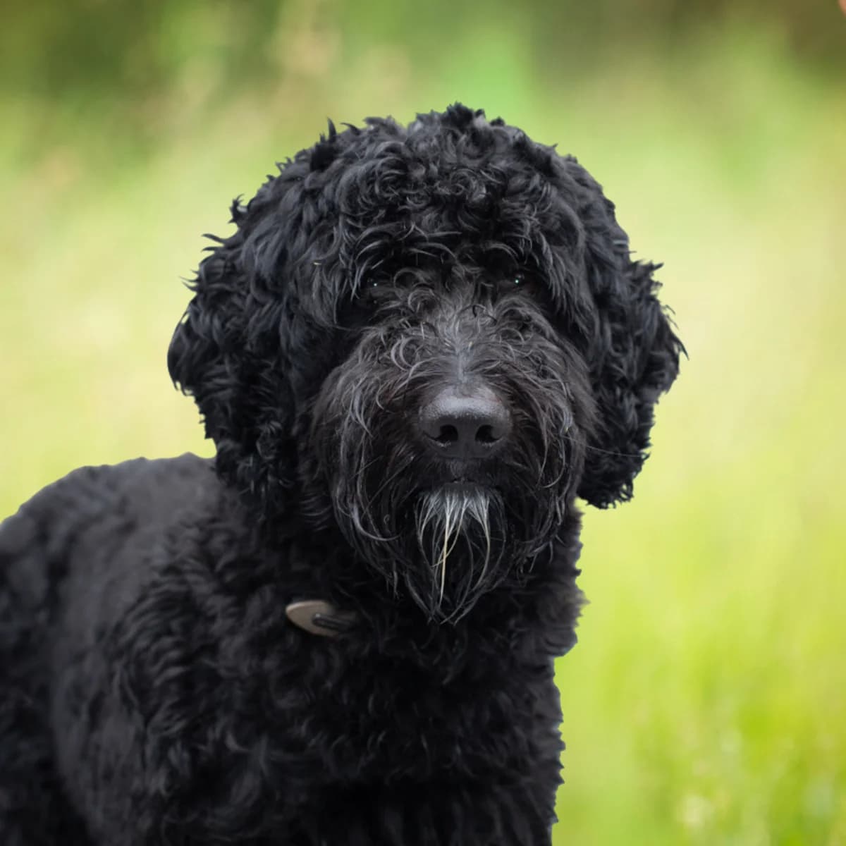 Sepp, Mixed Breed (Dierenasiel Zwolle)
