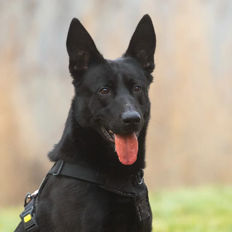 Shadow, male Mixed Breed for adoption at Dierenasiel Zwolle, Zwolle