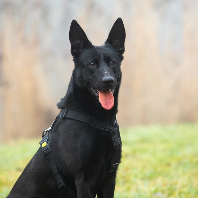 Shadow, male Mixed Breed for adoption at Dierenasiel Zwolle, Zwolle — photo 2 of 5