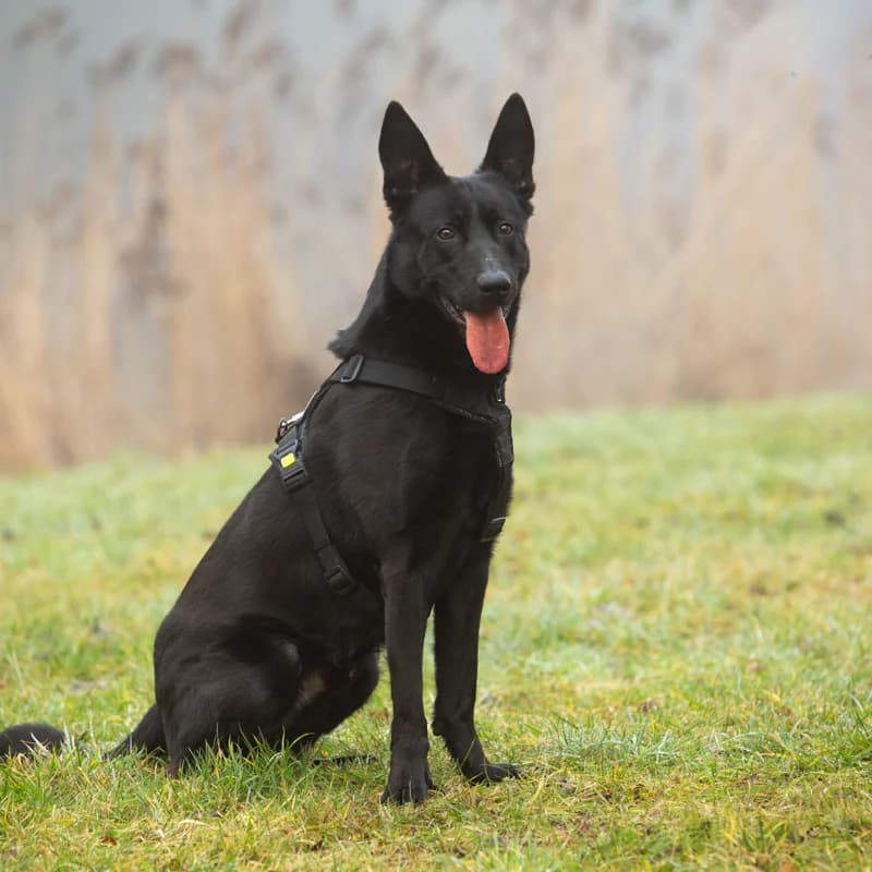 Shadow, male Mixed Breed for adoption at Dierenasiel Zwolle, Zwolle — photo 3 of 5