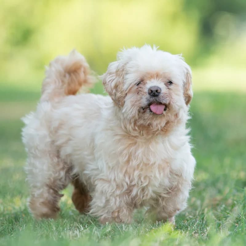 Shiro, male senior Mixed Breed for adoption at Dierenasiel Zwolle, Zwolle