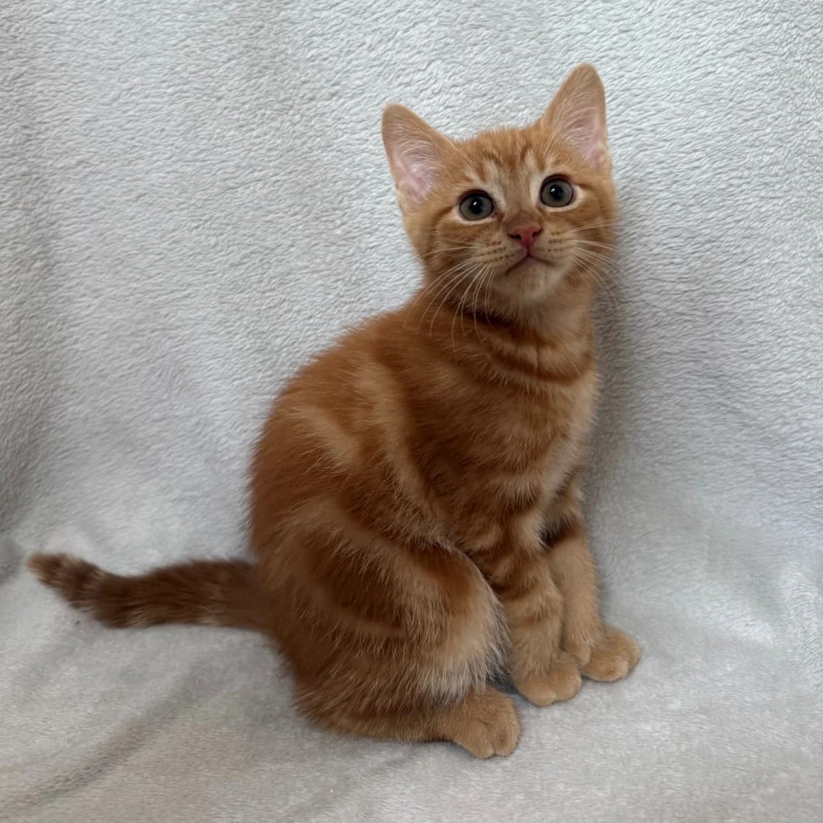 Siebe, male young Mixed Breed for adoption at Dierenasiel Zwolle, Zwolle