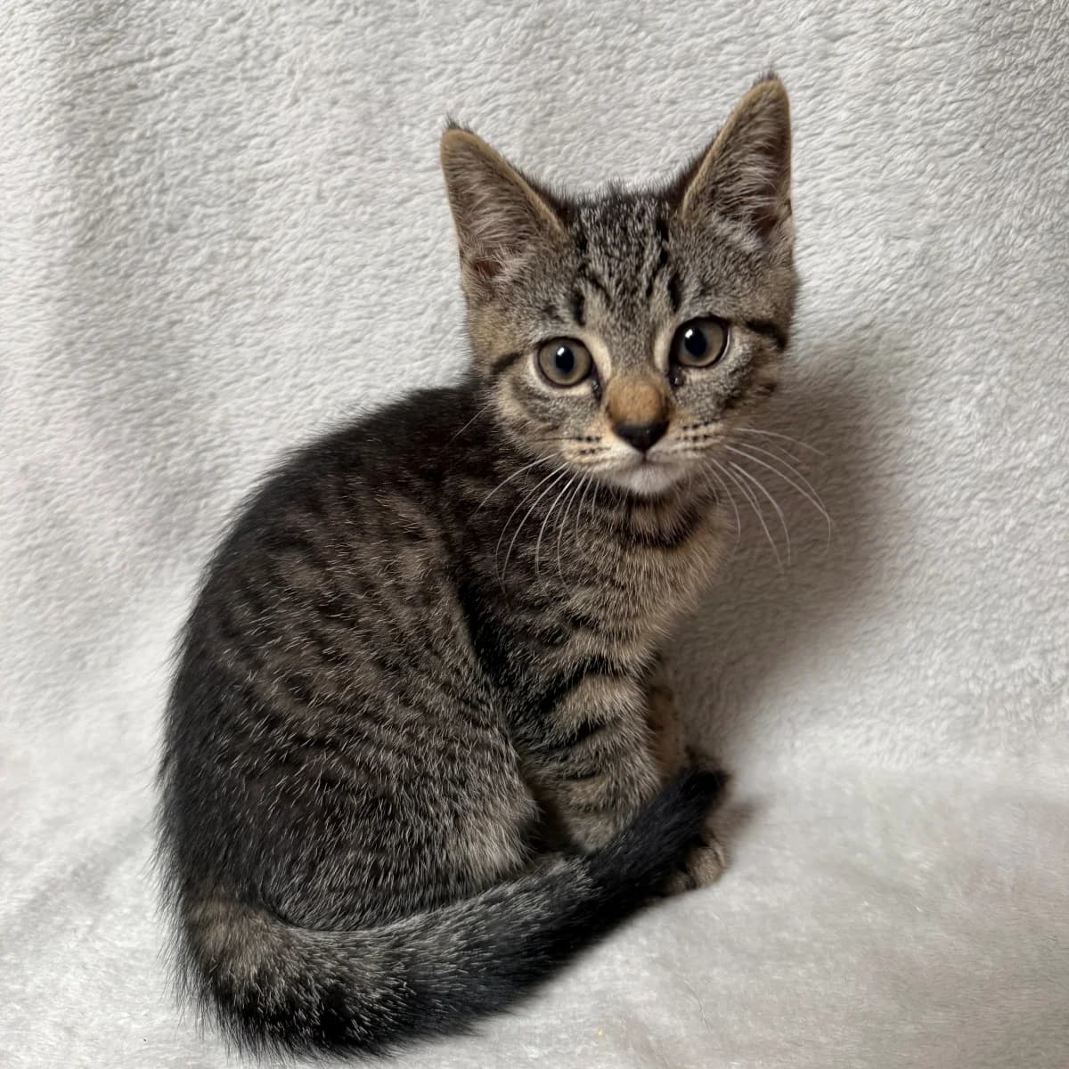 Sientje, female young Mixed Breed for adoption at Dierenasiel Zwolle, Zwolle