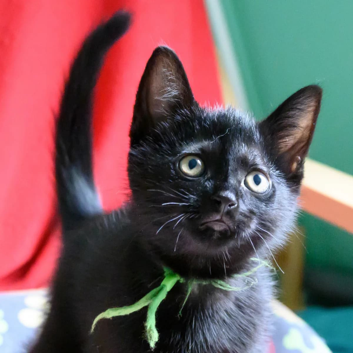 Sizzle, female young Mixed Breed for adoption at Dierenasiel Zwolle, Zwolle