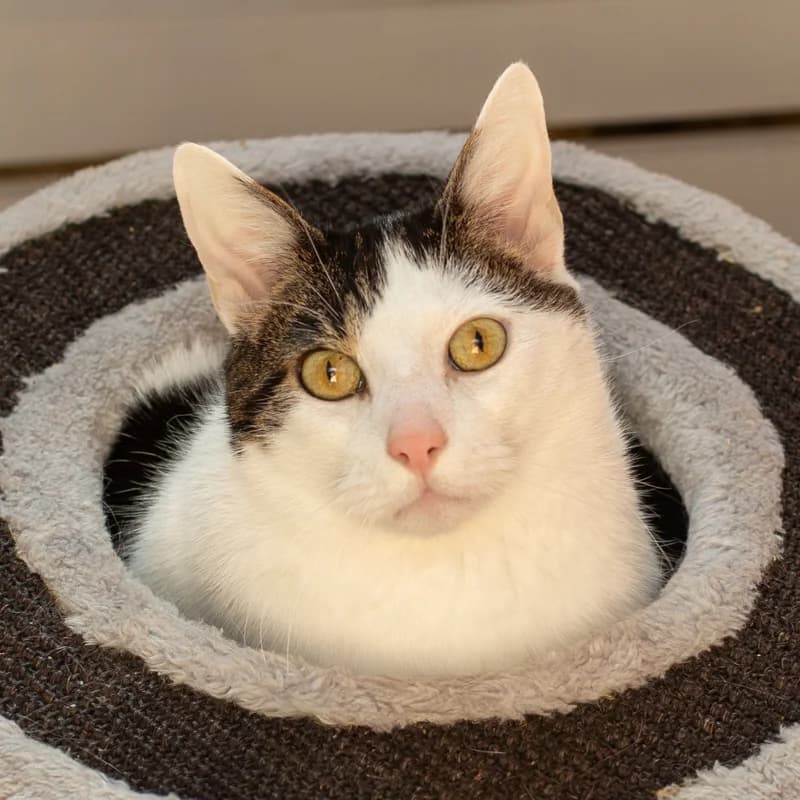Sjaakie, male 4yo Mixed Breed for adoption at Dierenasiel Zwolle, Zwolle
