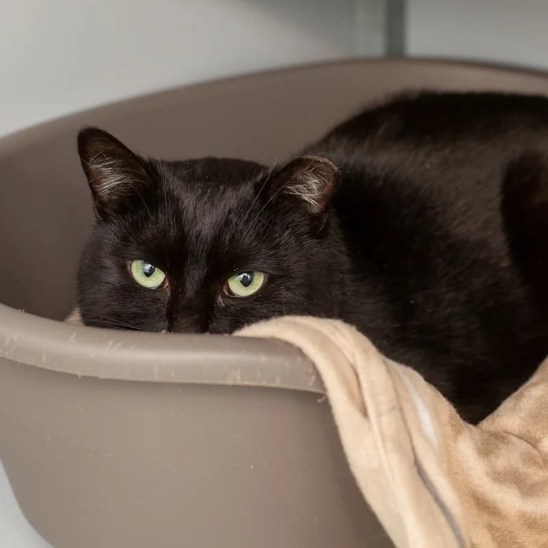 Sjors, male 4yo Mixed Breed for adoption at Dierenasiel Zwolle, Zwolle