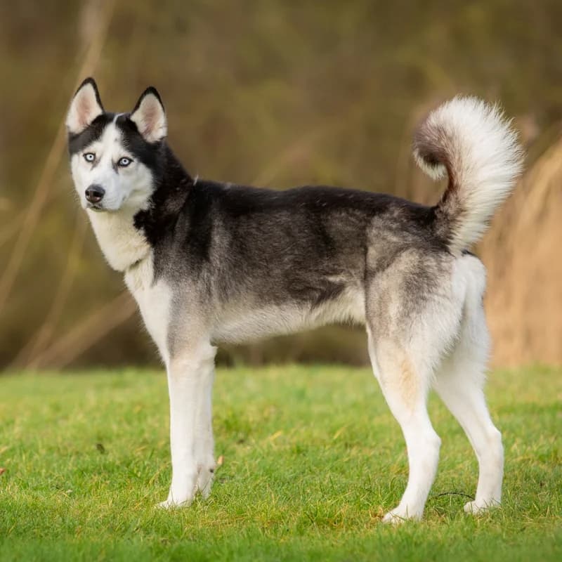 Sky, male Mixed Breed for adoption at Dierenasiel Zwolle, Zwolle