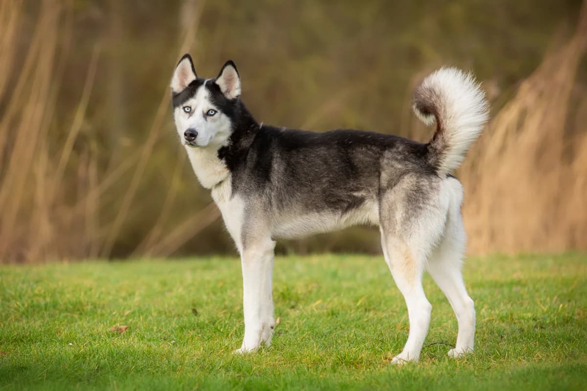 Sky, male Mixed Breed for adoption at Dierenasiel Zwolle, Zwolle — photo 2 of 4