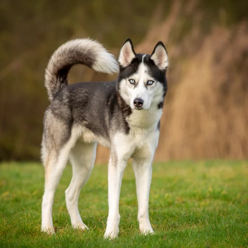 Sky, male Mixed Breed for adoption at Dierenasiel Zwolle, Zwolle — photo 3 of 4