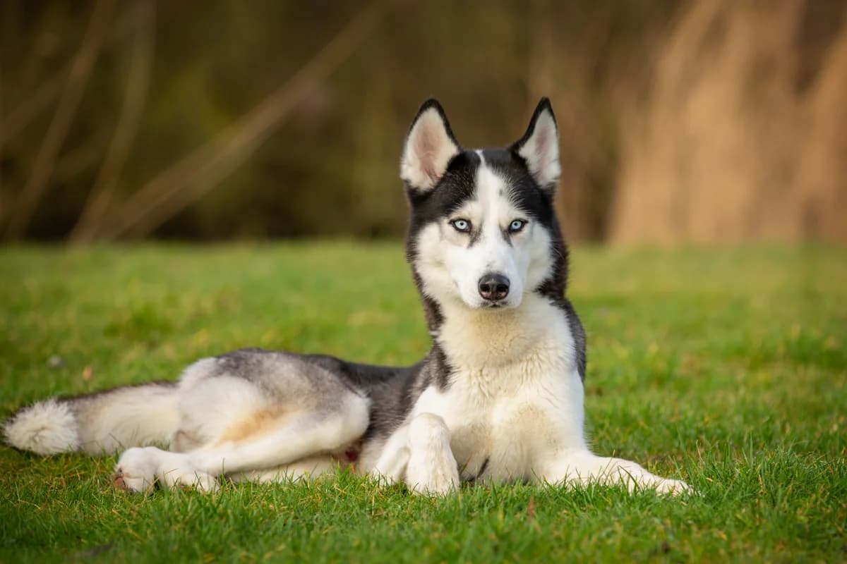 Sky, male Mixed Breed for adoption at Dierenasiel Zwolle, Zwolle — photo 4 of 4