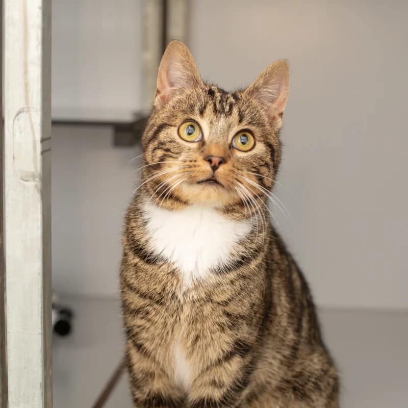 Smash, male Mixed Breed for adoption at Dierenasiel Zwolle, Zwolle