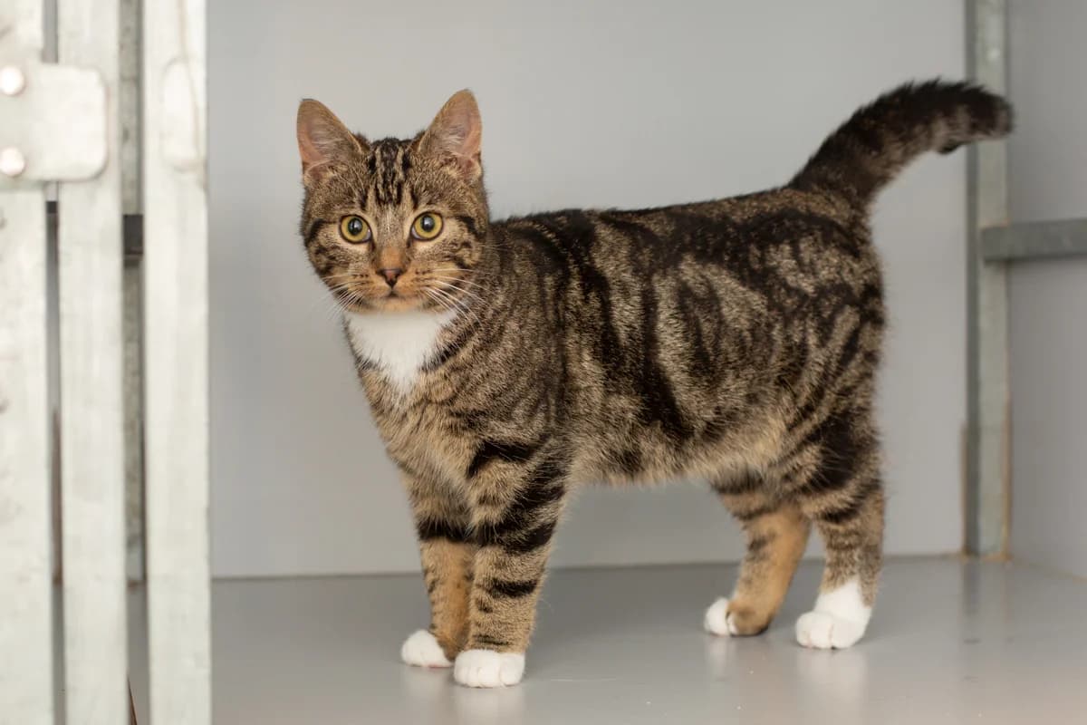 Smash, male Mixed Breed for adoption at Dierenasiel Zwolle, Zwolle — photo 2 of 4