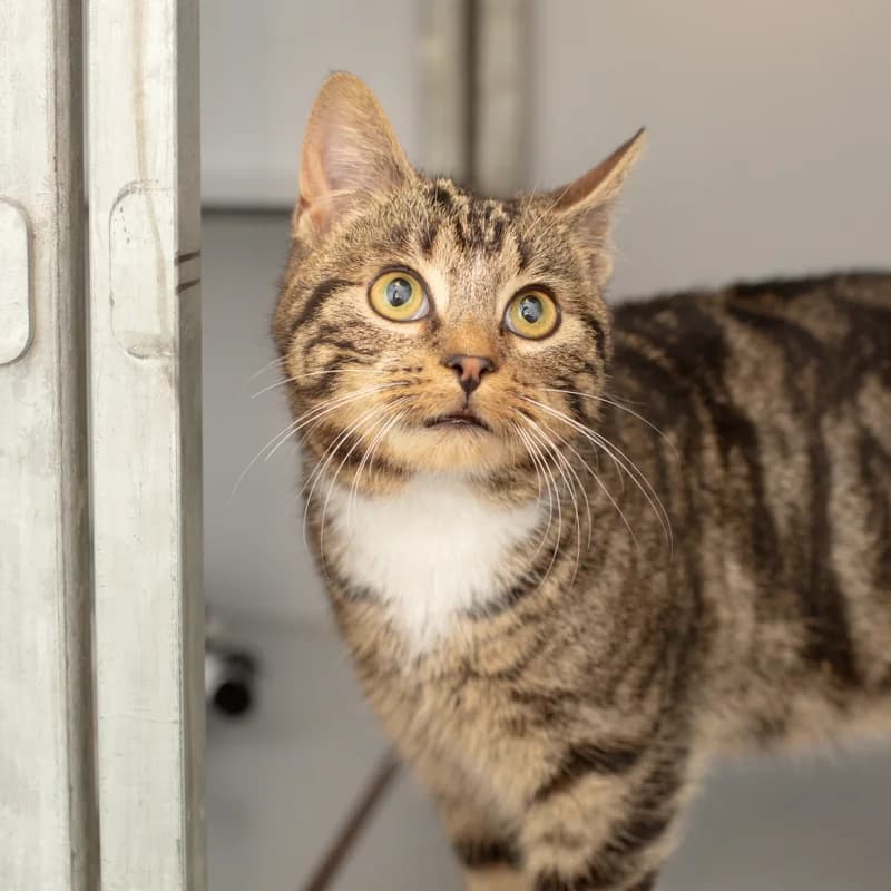 Smash, male Mixed Breed for adoption at Dierenasiel Zwolle, Zwolle — photo 3 of 4