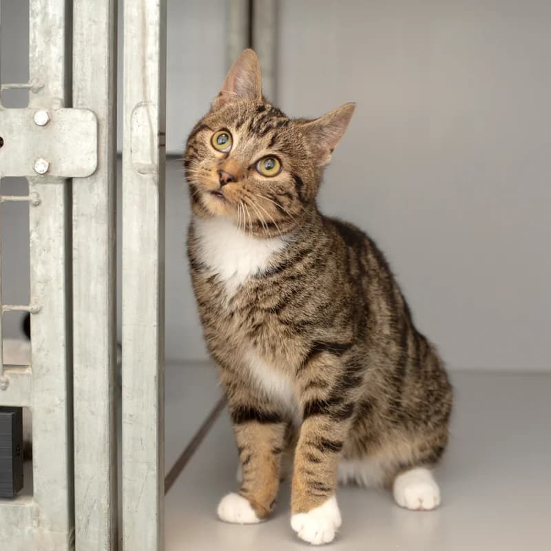 Smash, male Mixed Breed for adoption at Dierenasiel Zwolle, Zwolle — photo 4 of 4