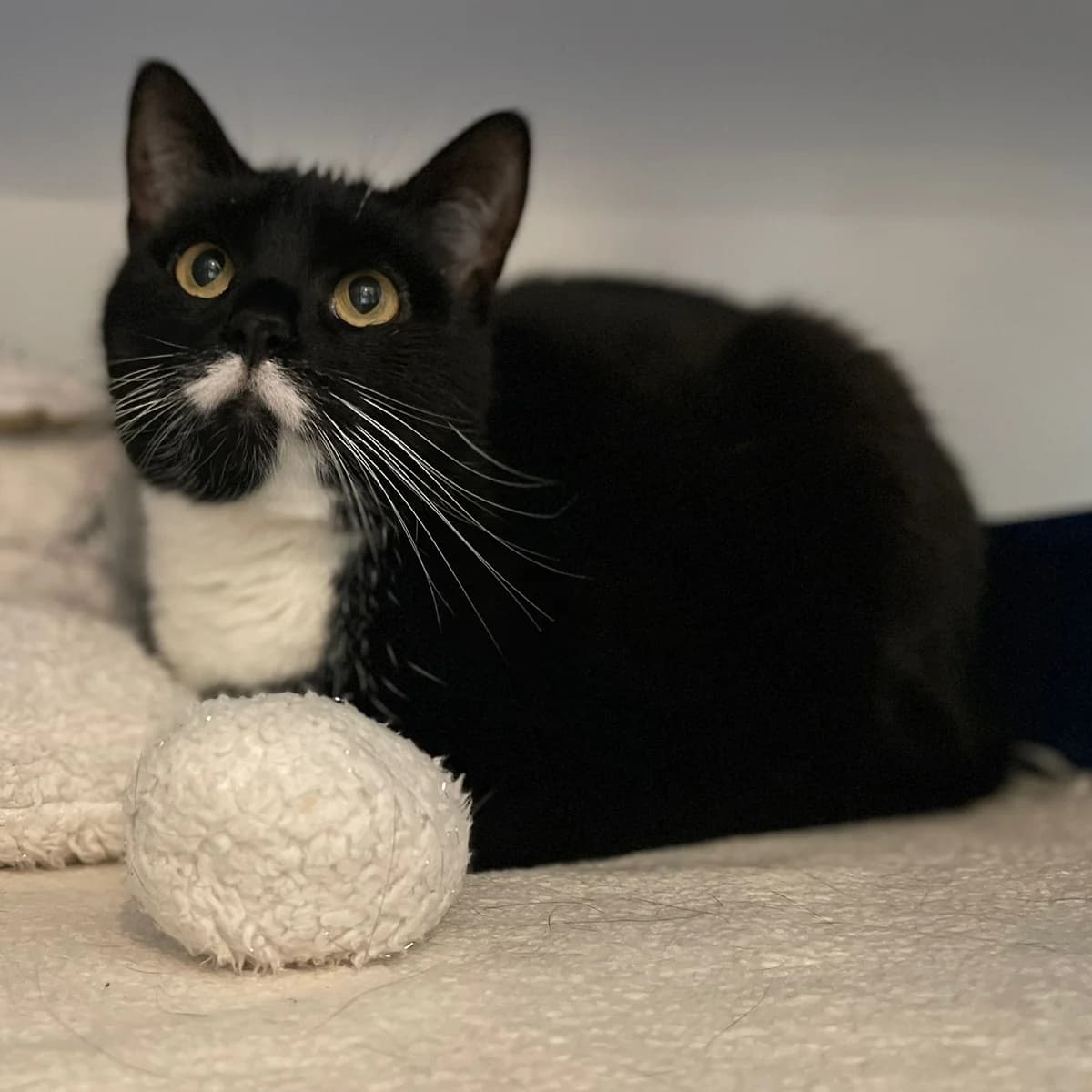 Snorrie, female Mixed Breed for adoption at Dierenasiel Zwolle, Zwolle