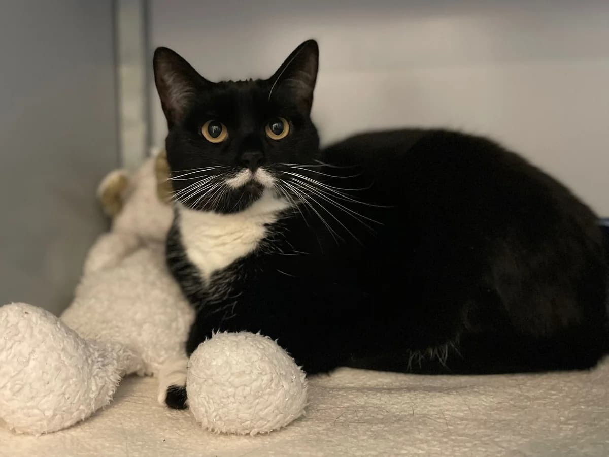 Snorrie, female Mixed Breed for adoption at Dierenasiel Zwolle, Zwolle — photo 2 of 2