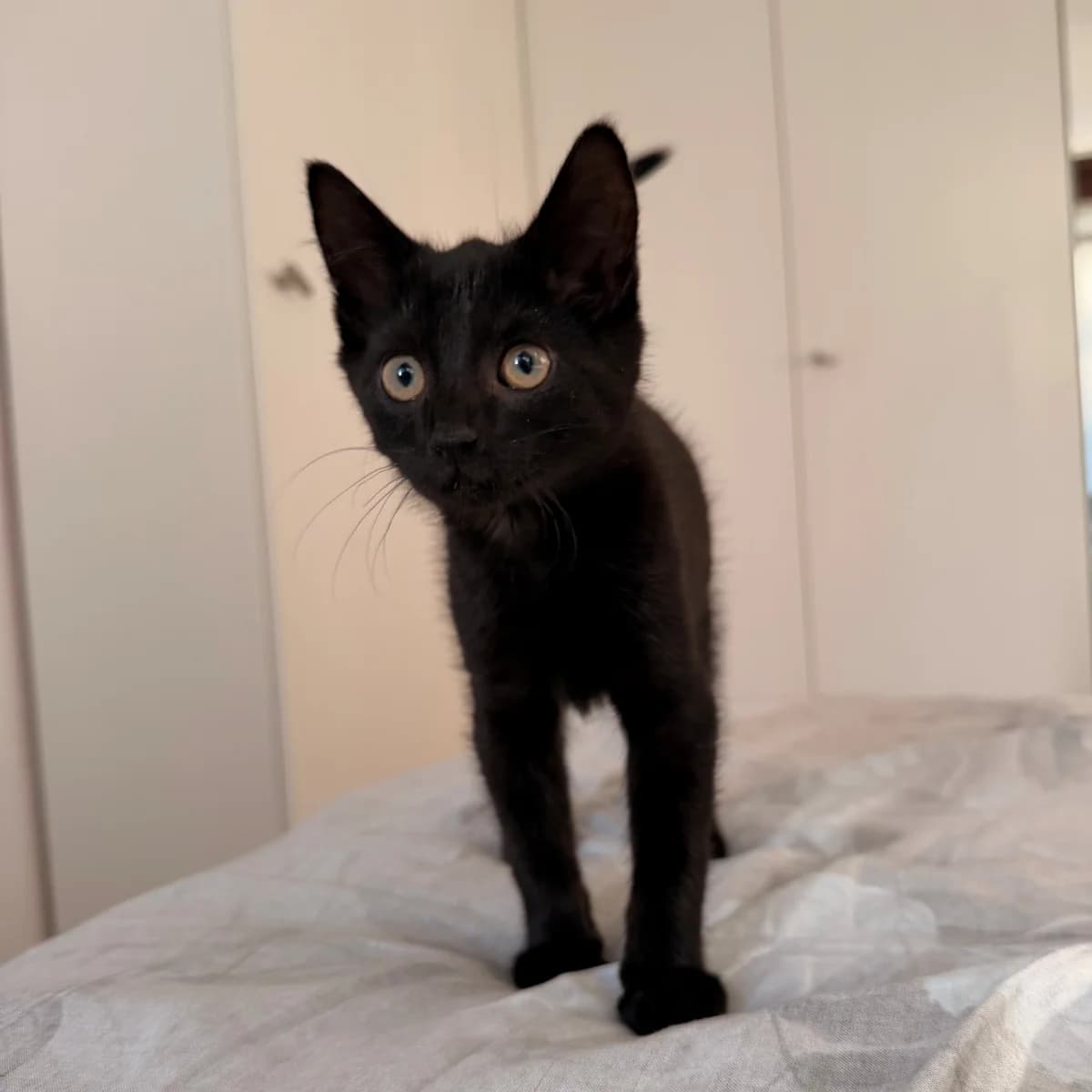 Spicy, male young Mixed Breed for adoption at Dierenasiel Zwolle, Zwolle