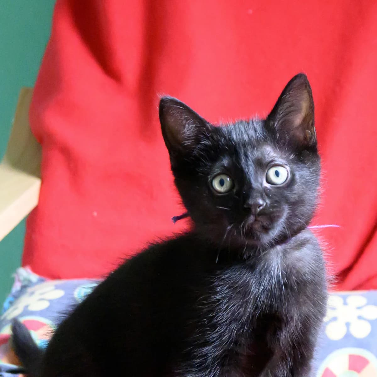 Sushi, female young Mixed Breed for adoption at Dierenasiel Zwolle, Zwolle