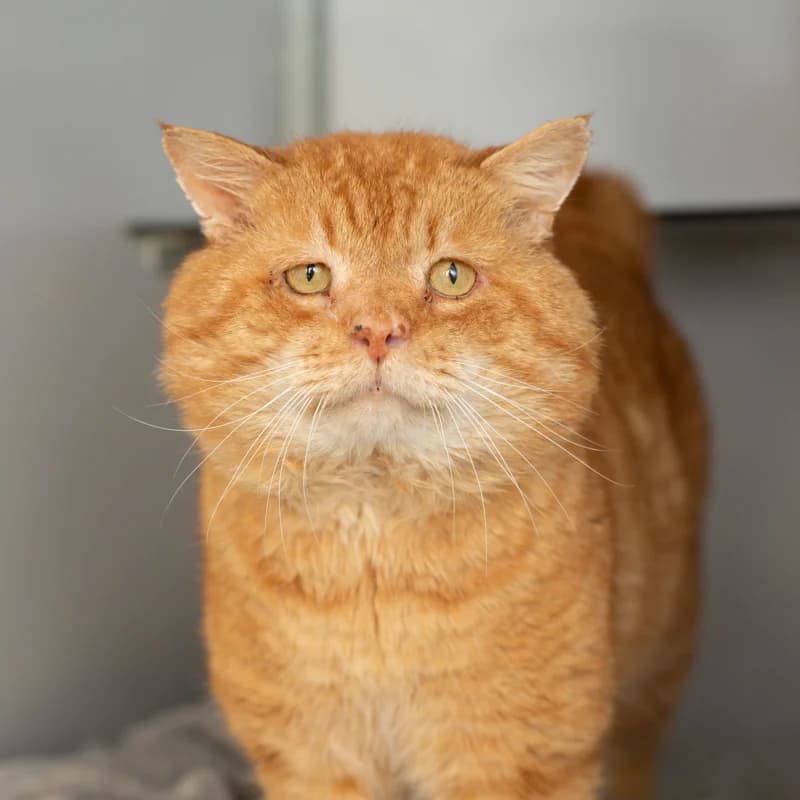 Sven, male 4yo Mixed Breed for adoption at Dierenasiel Zwolle, Zwolle