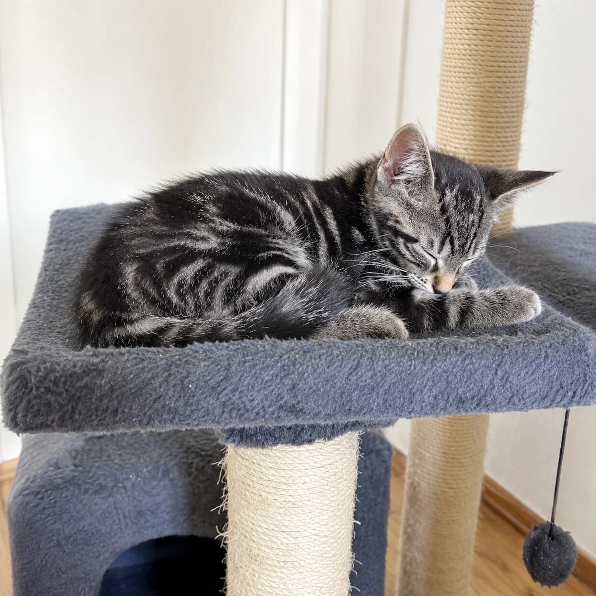 Teddy (& Tinus), male young Mixed Breed for adoption at Dierenasiel Zwolle, Zwolle