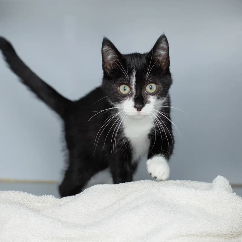 Terry, male young Mixed Breed for adoption at Dierenasiel Zwolle, Zwolle