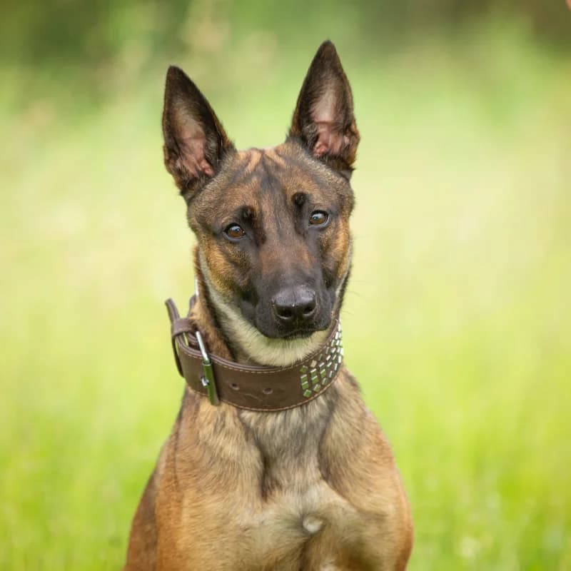 Tess, female 4yo Mixed Breed for adoption at Dierenasiel Zwolle, Zwolle