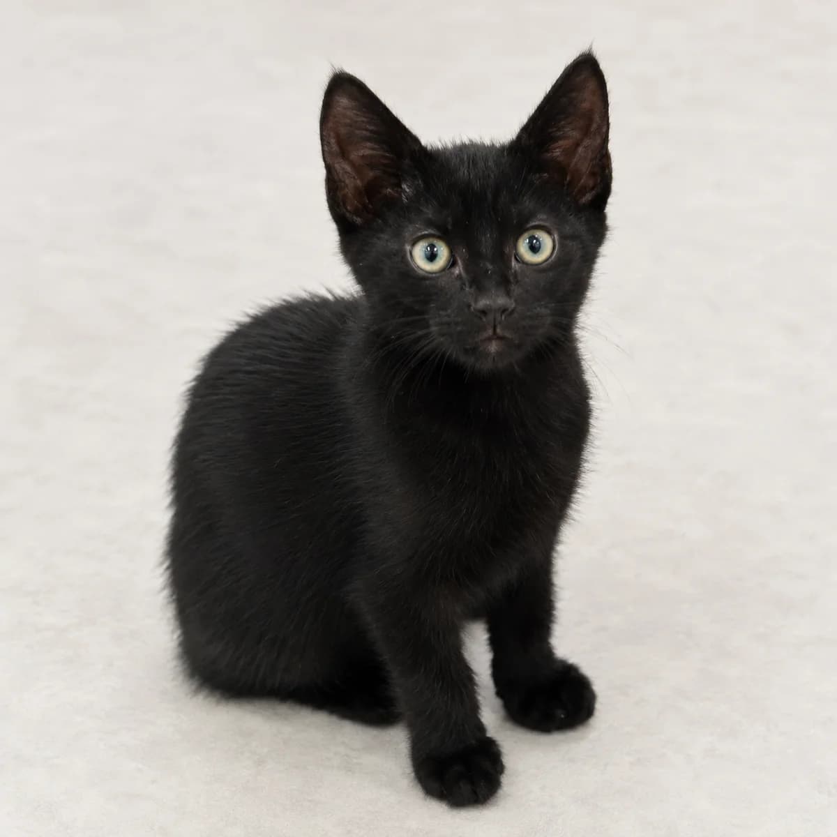 Tinus (& Teddy), male young Mixed Breed for adoption at Dierenasiel Zwolle, Zwolle