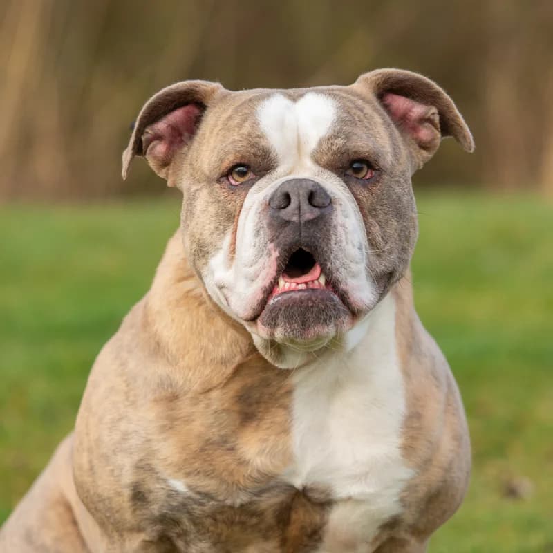 Tirza, female Mixed Breed for adoption at Dierenasiel Zwolle, Zwolle