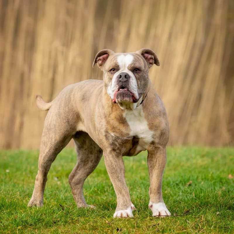 Tirza, female Mixed Breed for adoption at Dierenasiel Zwolle, Zwolle — photo 4 of 5