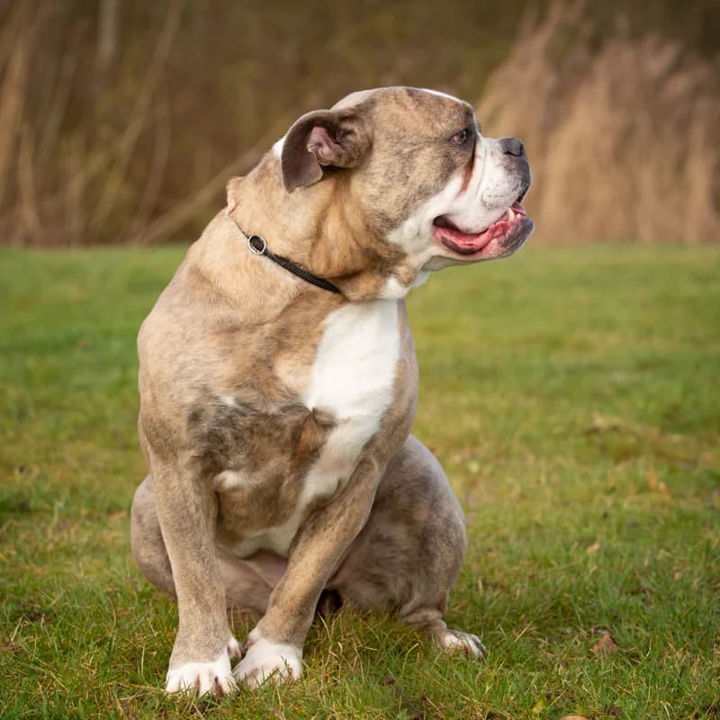 Tirza, female Mixed Breed for adoption at Dierenasiel Zwolle, Zwolle — photo 5 of 5