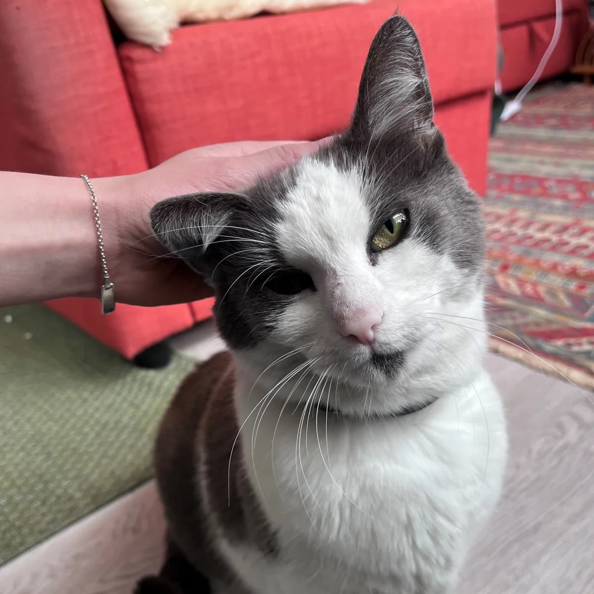 Tjabo,  Mixed Breed for adoption at Dierenasiel Zwolle, Zwolle