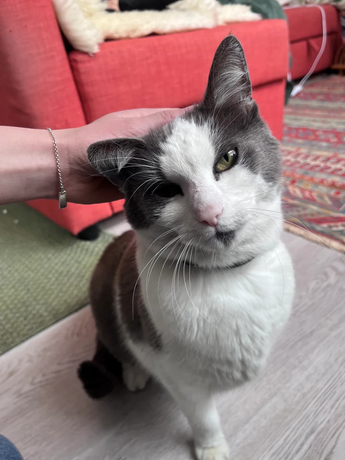 Tjabo,  Mixed Breed for adoption at Dierenasiel Zwolle, Zwolle — photo 3 of 3