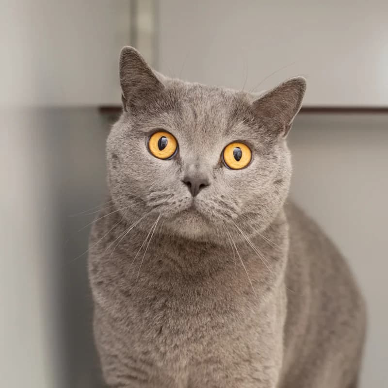 Toby, male Mixed Breed for adoption at Dierenasiel Zwolle, Zwolle