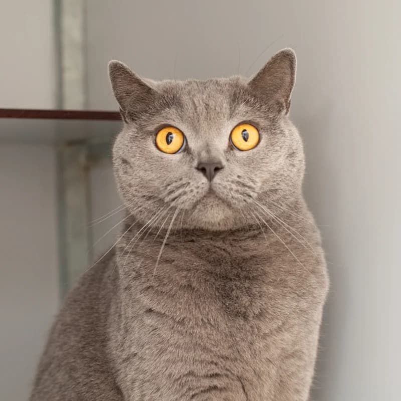 Toby, male Mixed Breed for adoption at Dierenasiel Zwolle, Zwolle — photo 2 of 4