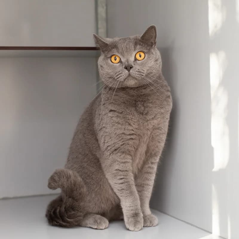 Toby, male Mixed Breed for adoption at Dierenasiel Zwolle, Zwolle — photo 3 of 4